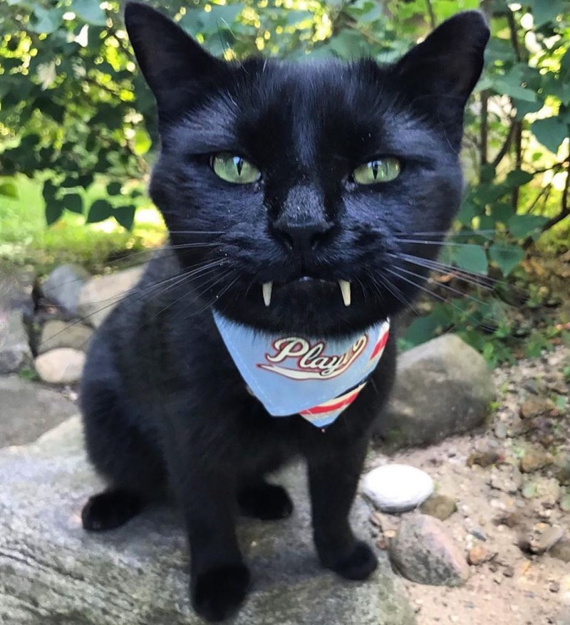 Кот вампир Монк
