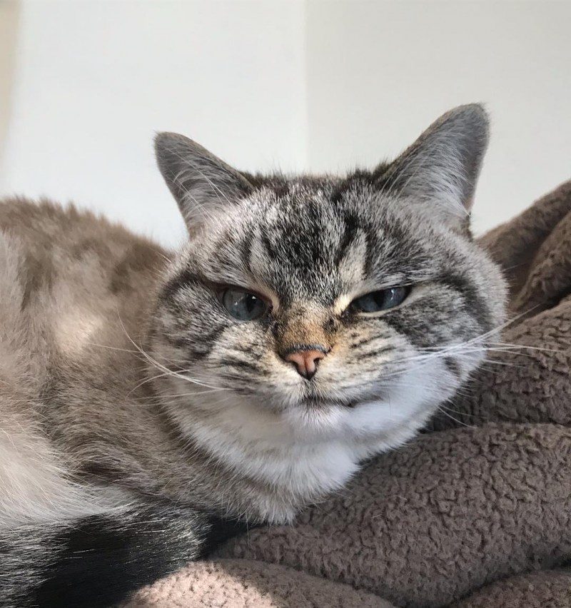 Кошка вампир Локи