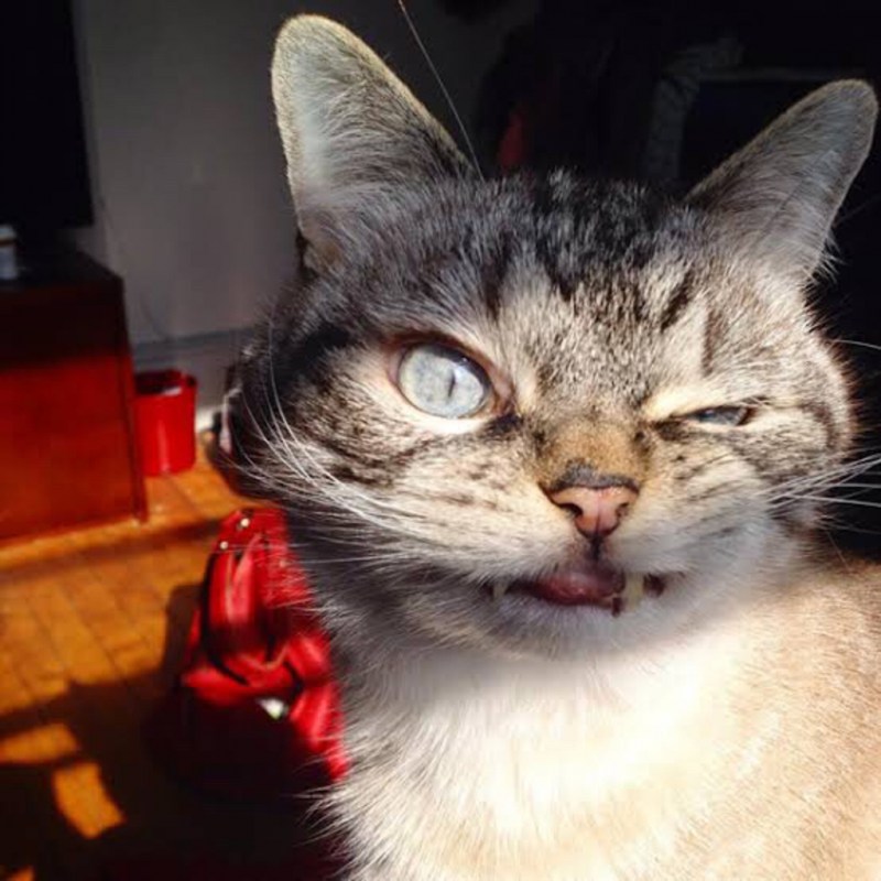 Смешные лица котов