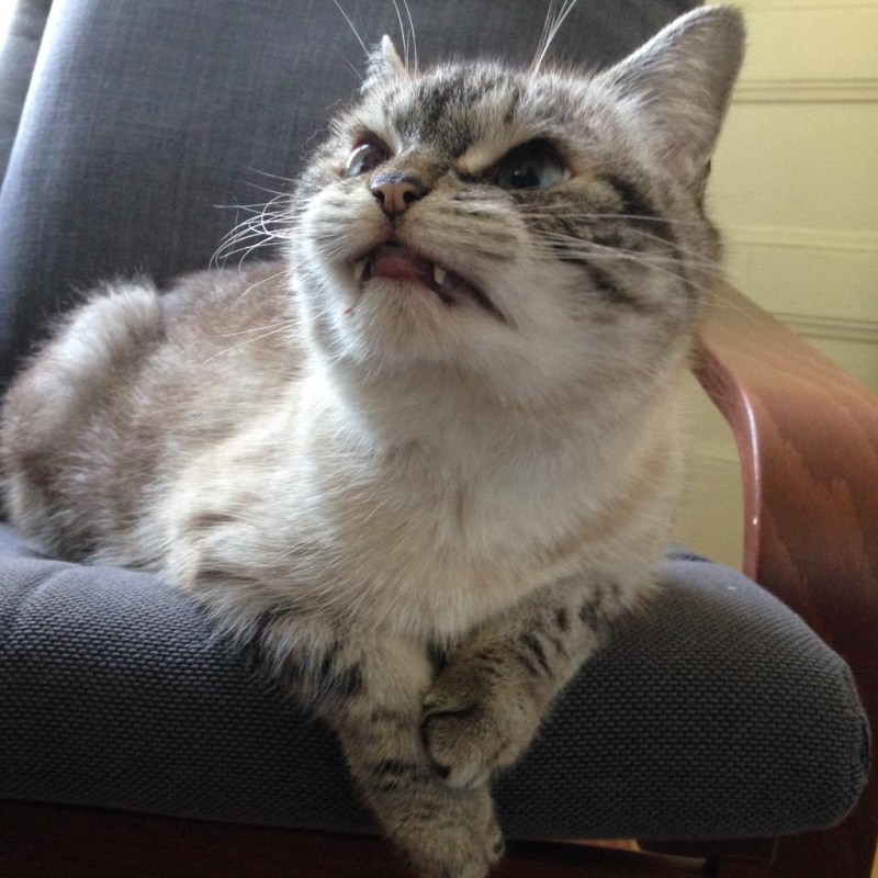 Vampire кот