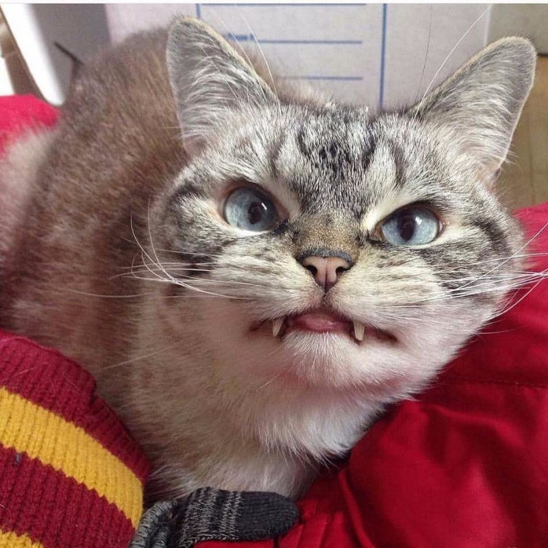 Смешной кот