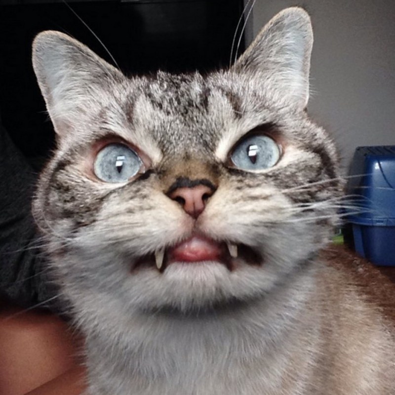 Злая кошка