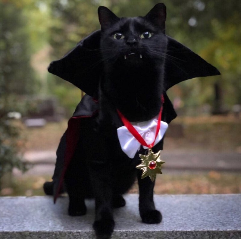 Костюм вампира для кошки