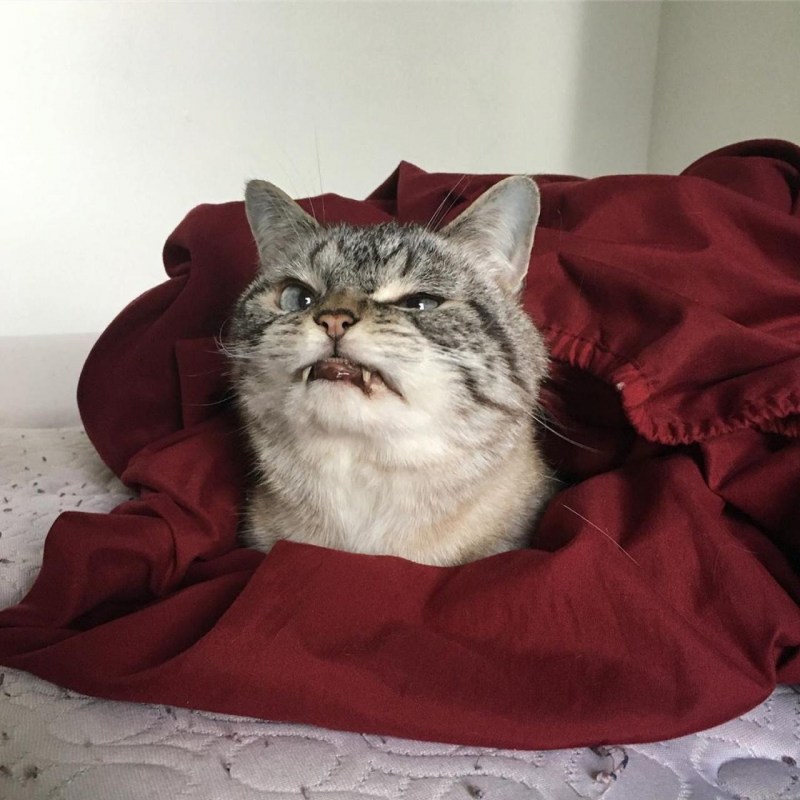 Злой кот