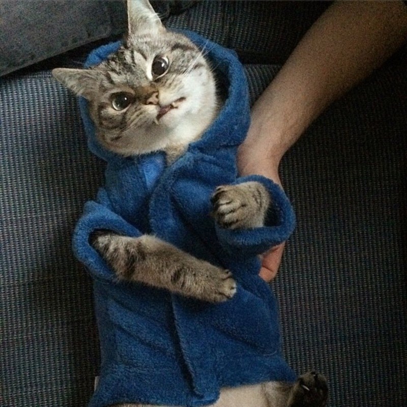 Кот вампир