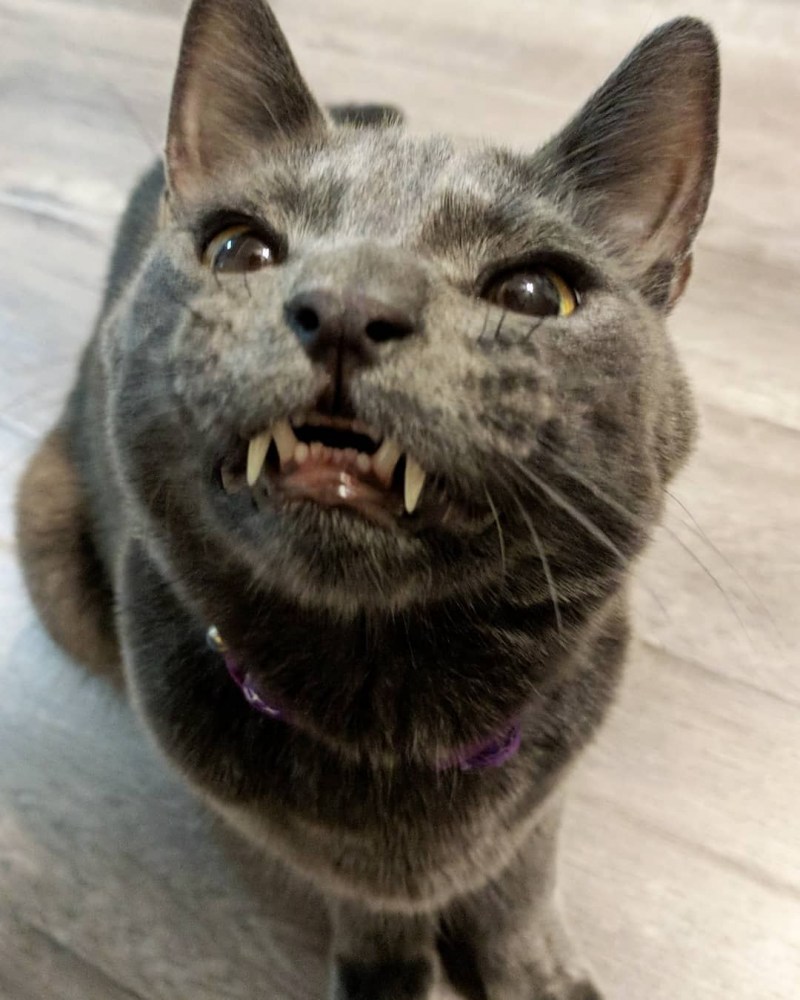 Котик вампир