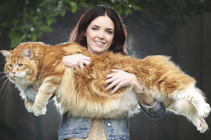 Котята Мейн кун с короткой шерстью