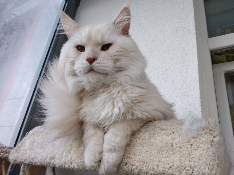Какие котята сум