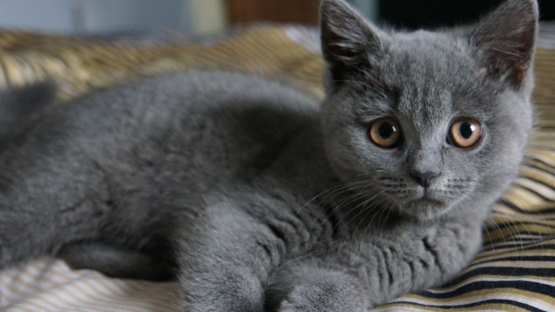Британская короткошёрстная кошка дымчатая