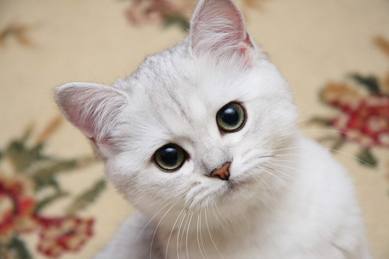 Скоттиш фолд котята серые