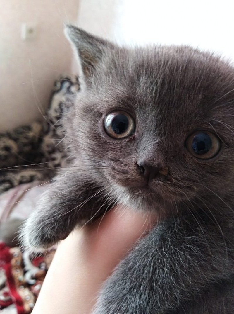 Котята с открытыми глазками
