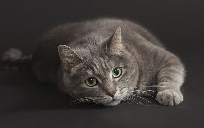 Кошка серая