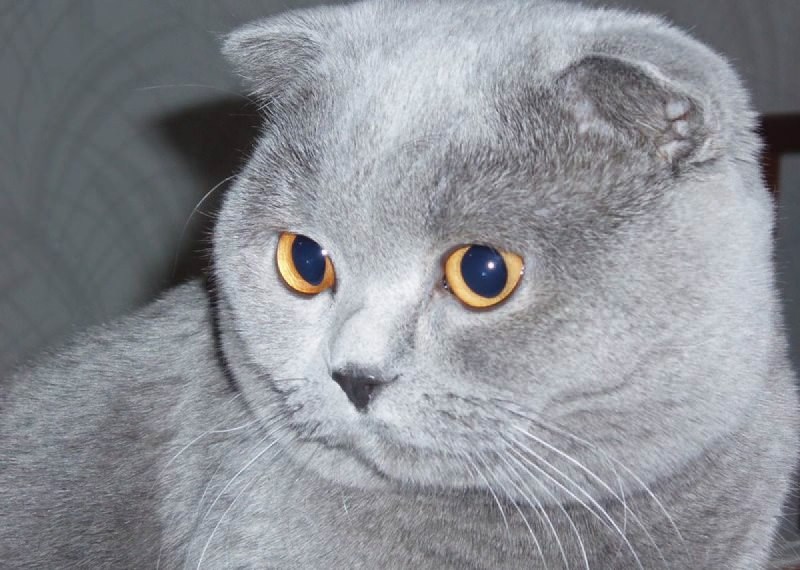 Шотландская вислоухая кошка