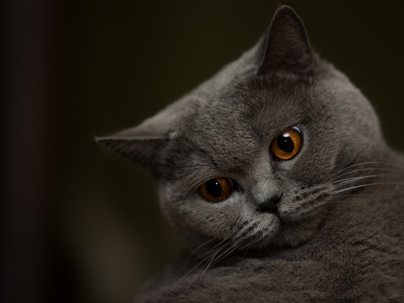 Кот британец