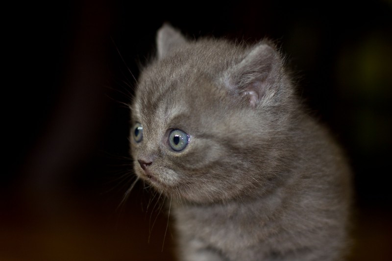 Котята с короткими глазами