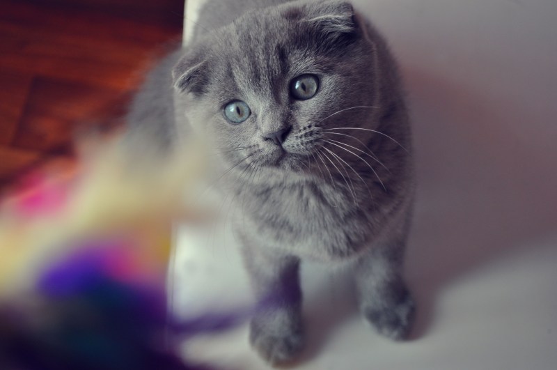 Белая шиншилла кошка