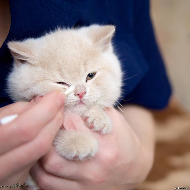 Котенка рядом Язина