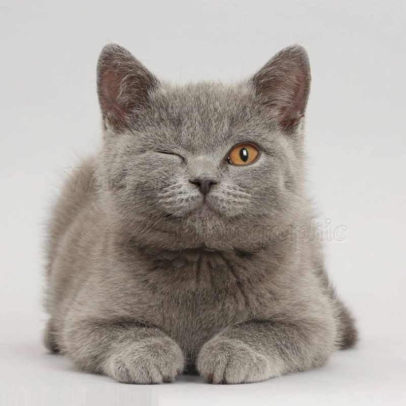 Кошки Бритиш Шортхэйр