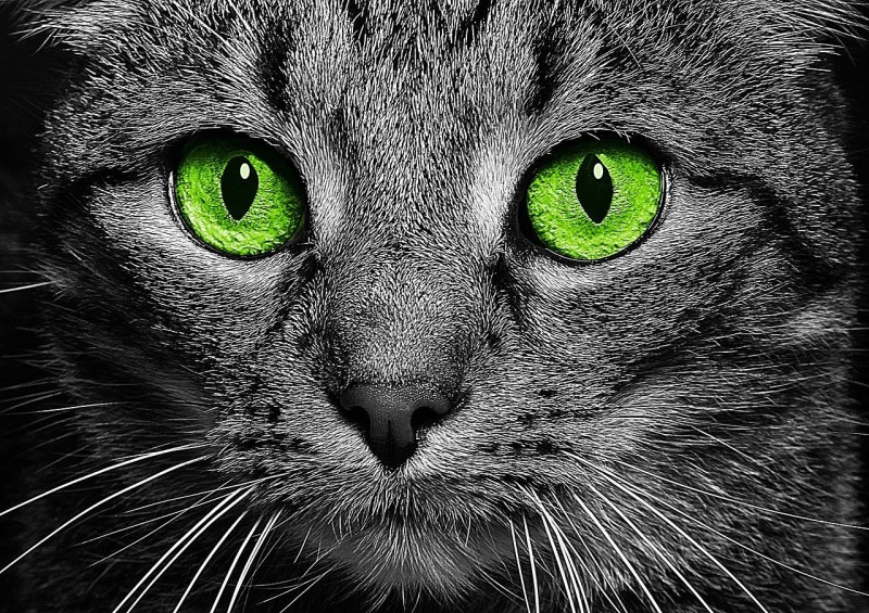 Кошачий глаз