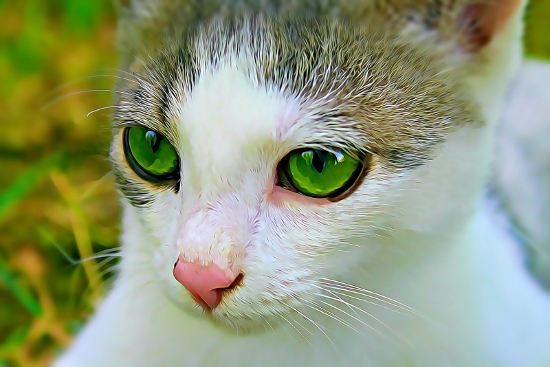 Кошачий глаз зеленый