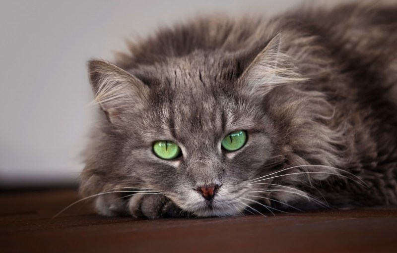 Зеленоглазый Сибирский кот