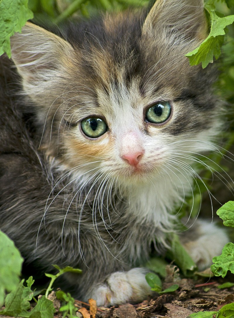 Красота котят