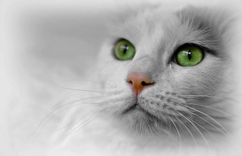 Белый котенок с зелеными глазами