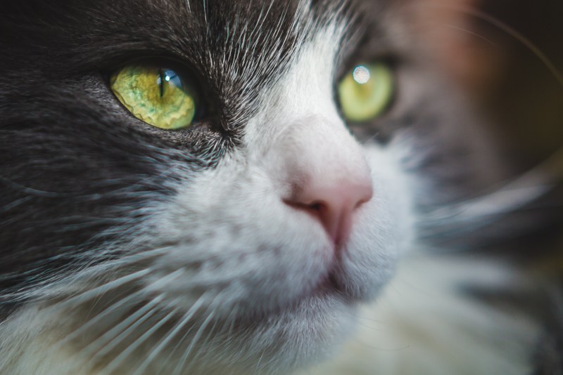 Красивая белая кошка