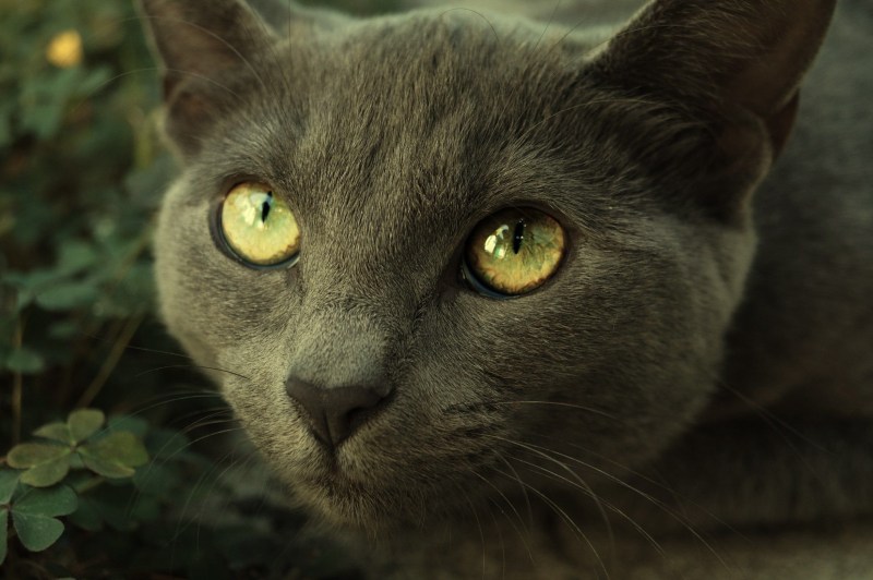 Черный котенок