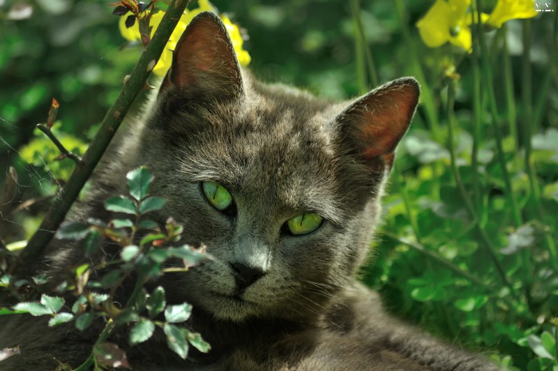 Кот с зелеными глазами