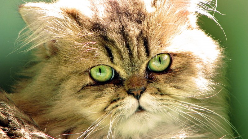 Сибирская зеленоглазая кошка