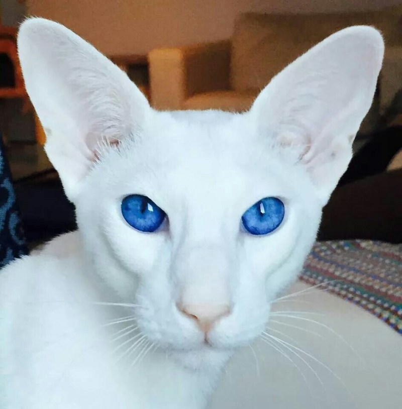 Форин Вайт кошка