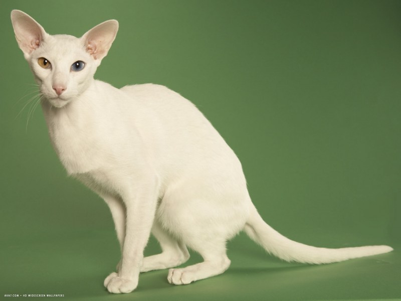 Форин Вайт кошка фото