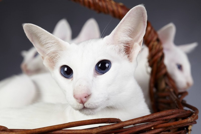 Форинвайт кот