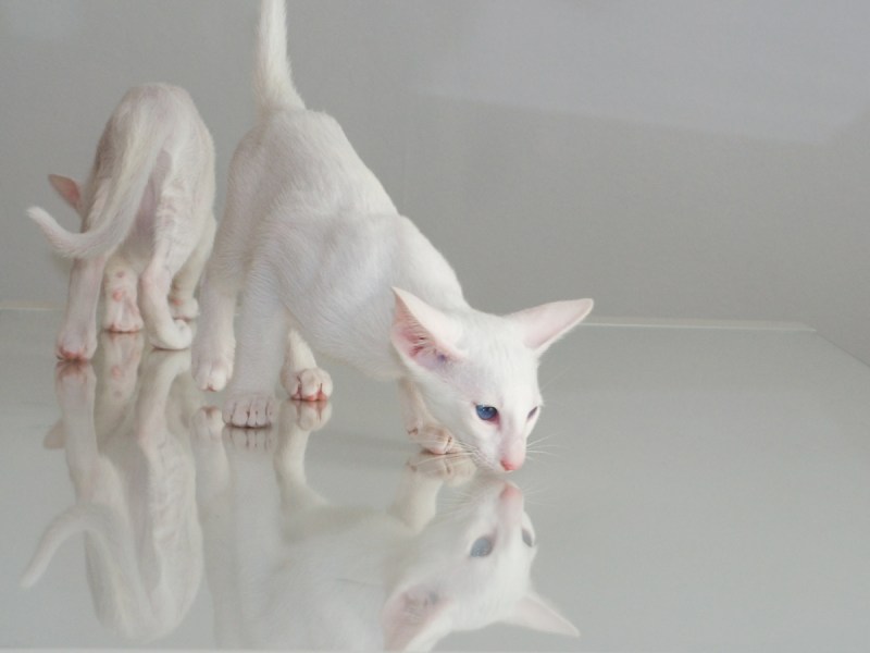 Корниш рекс кошка белая