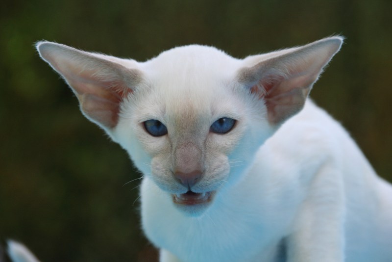 Сиамский кот альбинос
