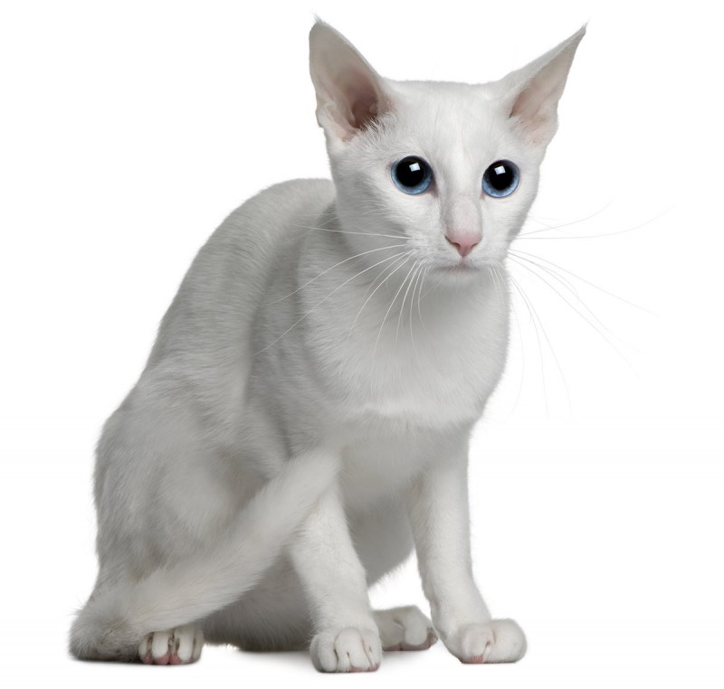 Балинезийская кошка белая