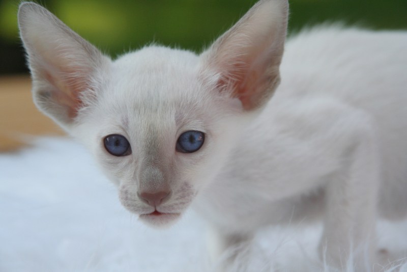 3 Белых кота