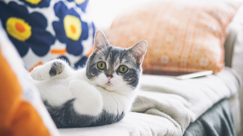 Коты на диване