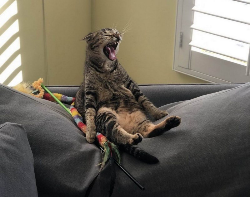 Смешные коты на диване