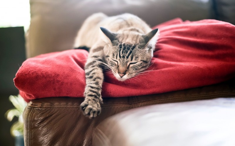 Кошка спит