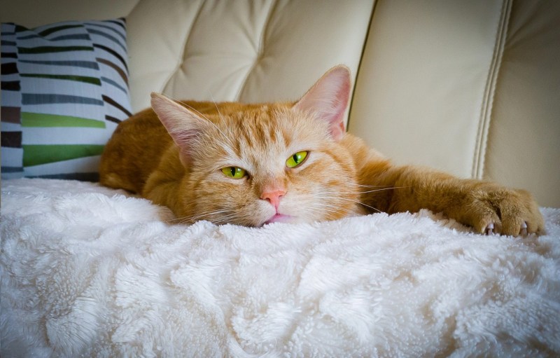Рыжий котик на диване