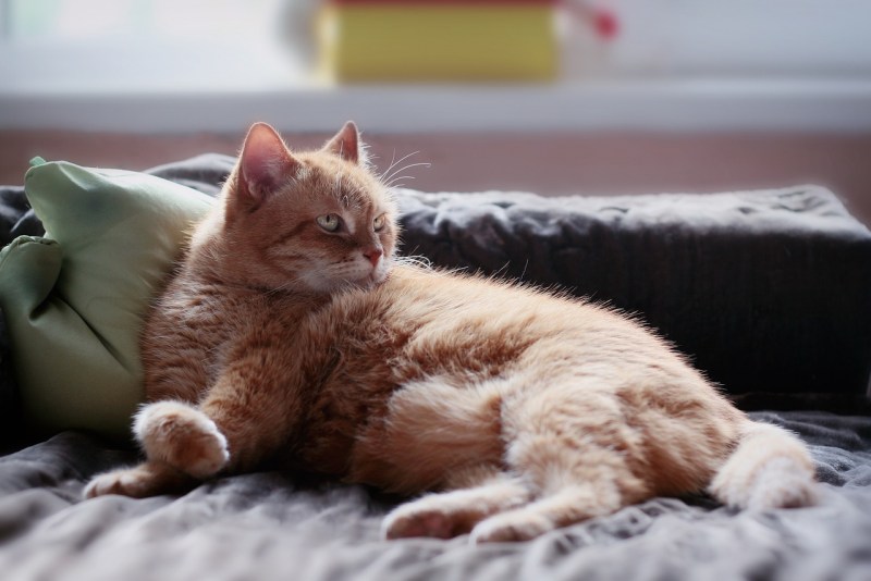 Кот лежит