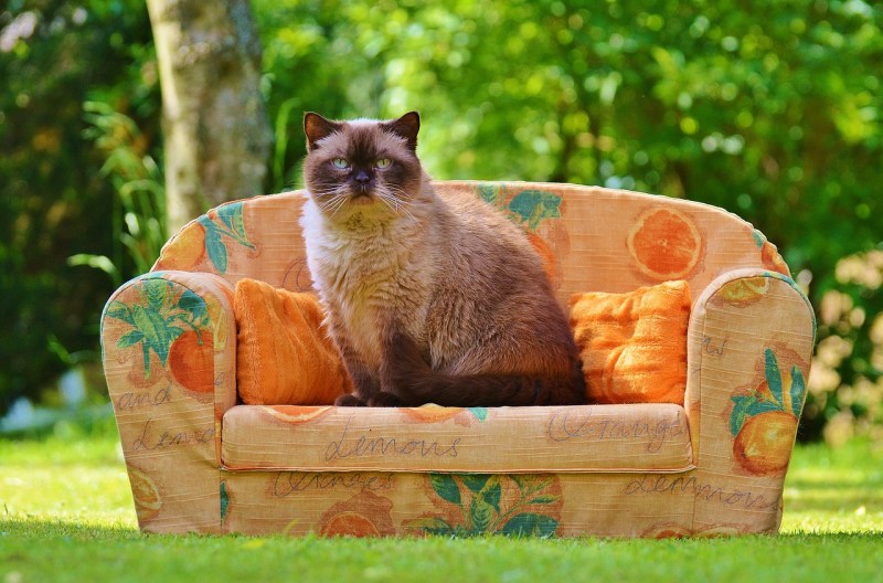 Кот сидит на диване