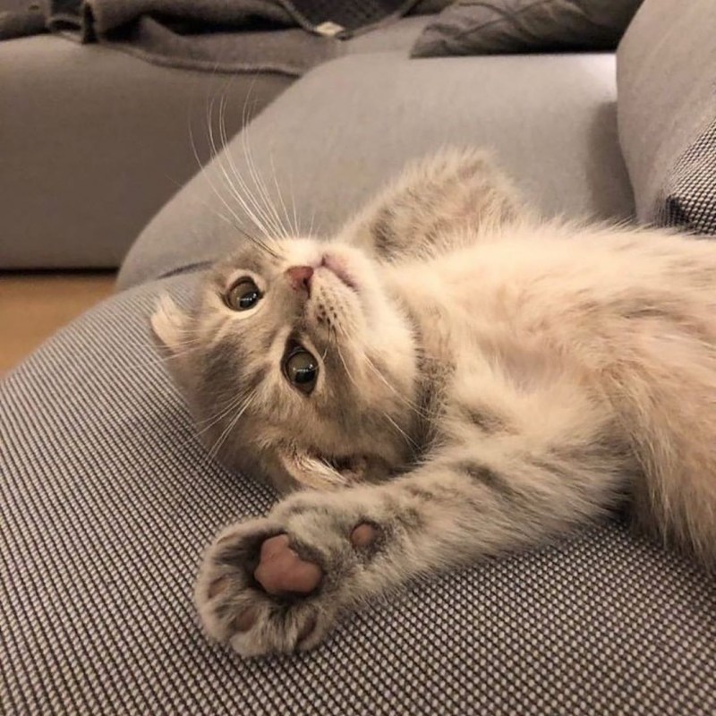 Котенок на диване