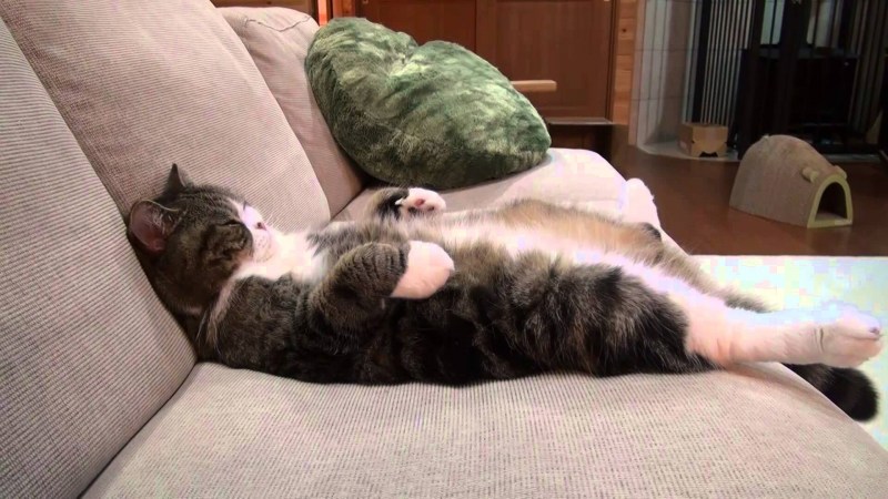 Котик лежит