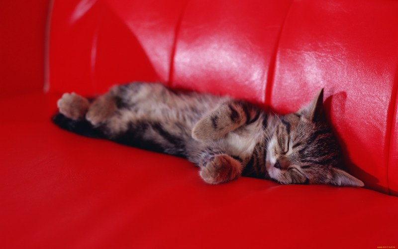Котик на диванчике