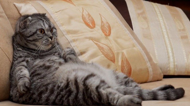 Кот лежит на диване