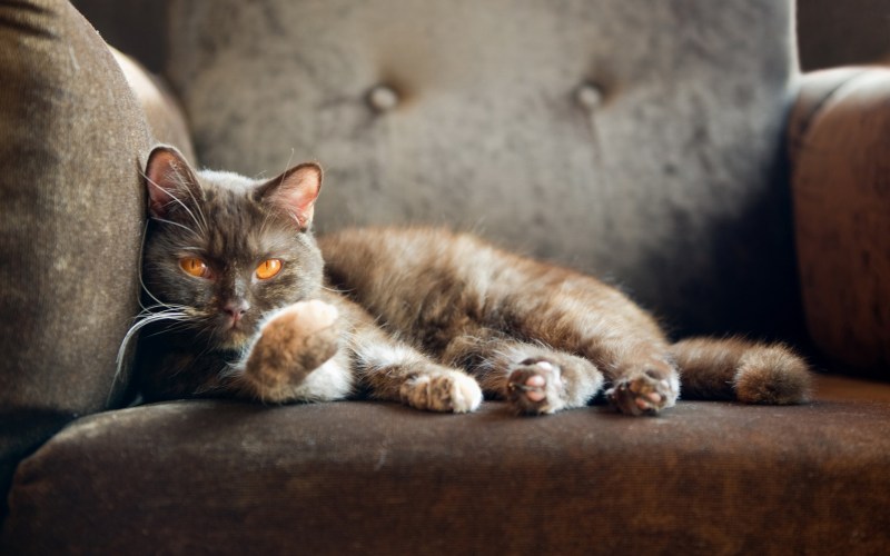 Котик на диване