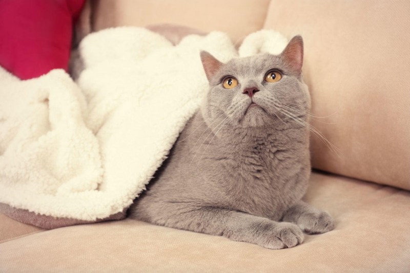 Котик на диване серый
